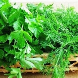 Kako sačuvati zelenilo za zimu